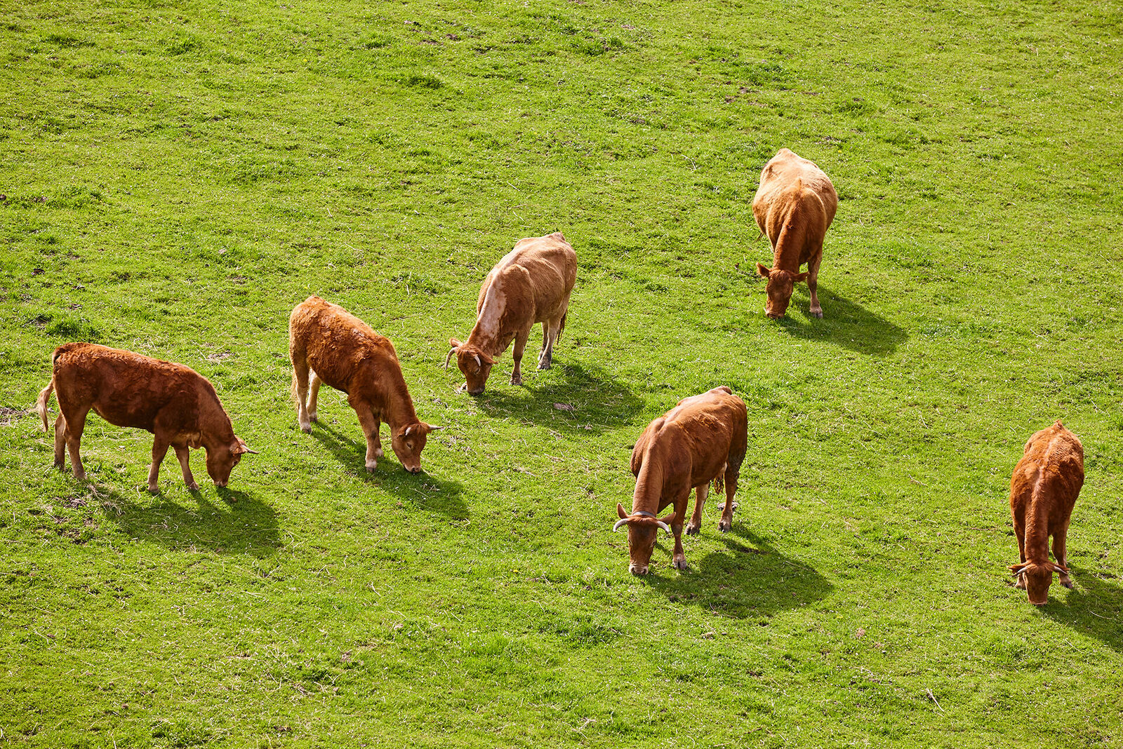 Tuli Cattle