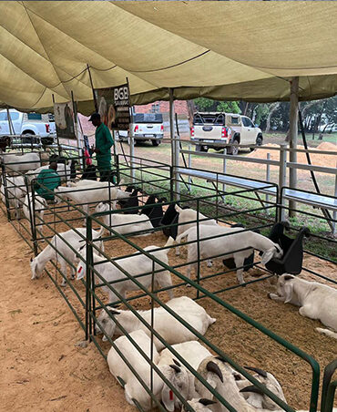 Gray Brahman Cattle 