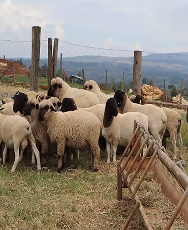 Damara Sheep