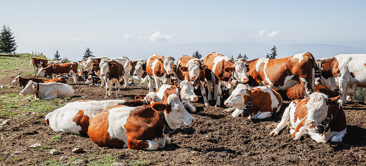 Ayrshire Dairy Cow