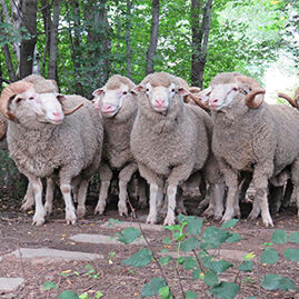 Suffolk Sheep