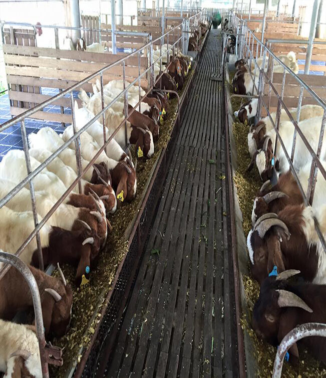Brangus Cattle