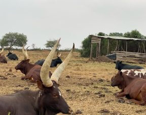Red Angus Beef Cattle