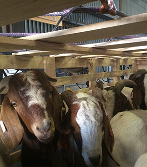 Hereford Cattle