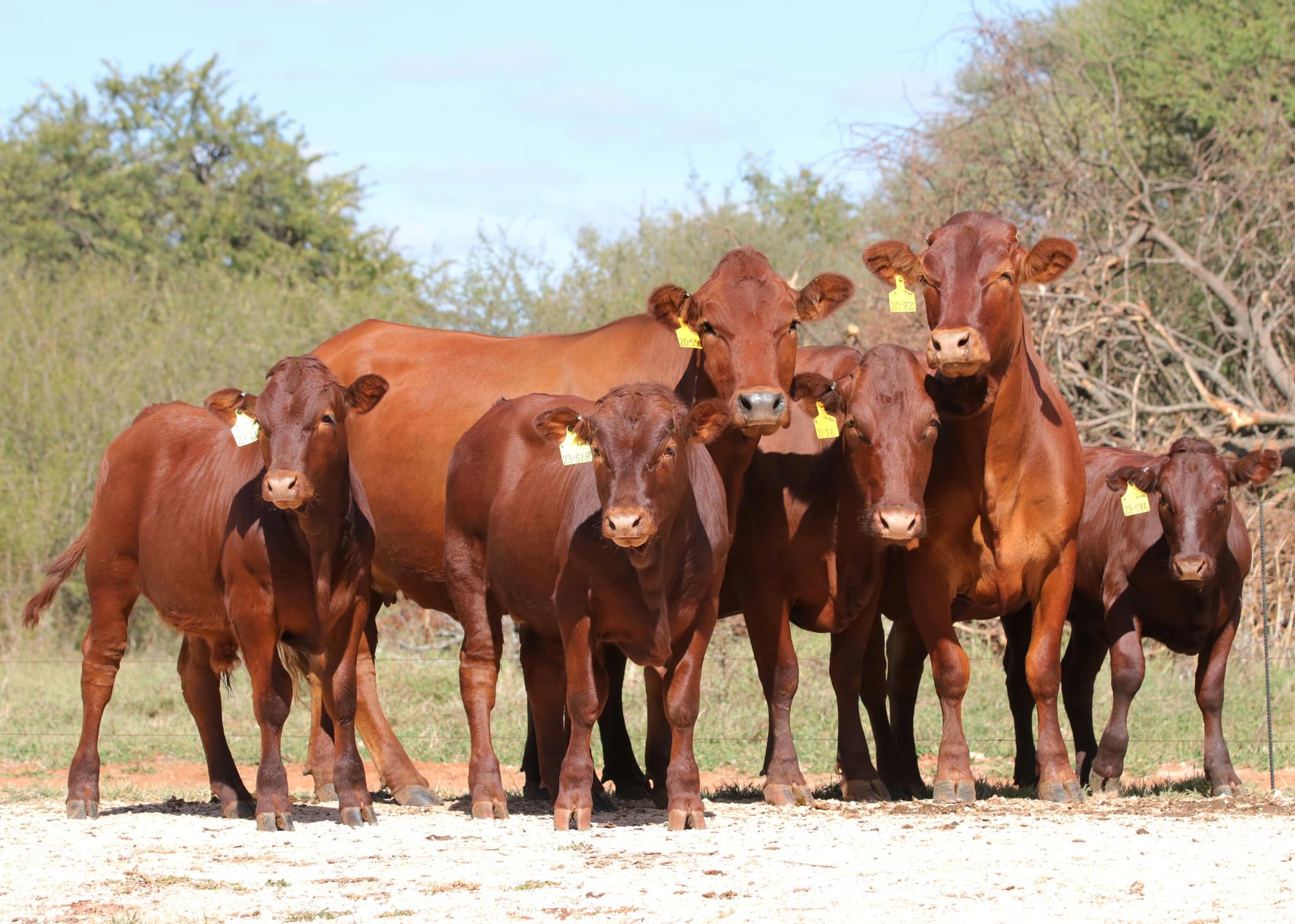 Bonsmara Cattle