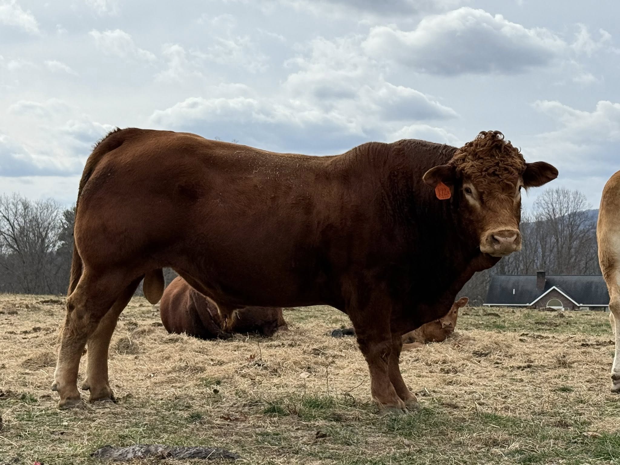 Limousin Cattle