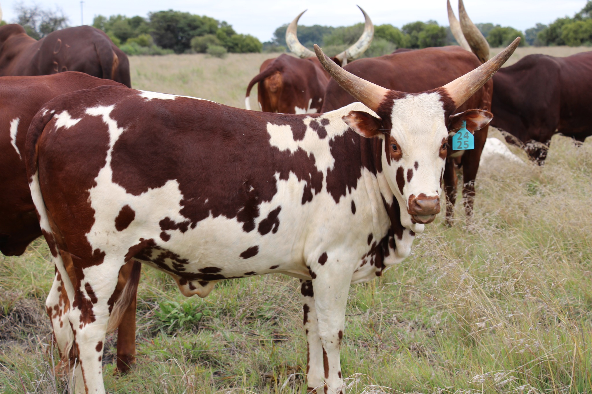 Ankole Cattle