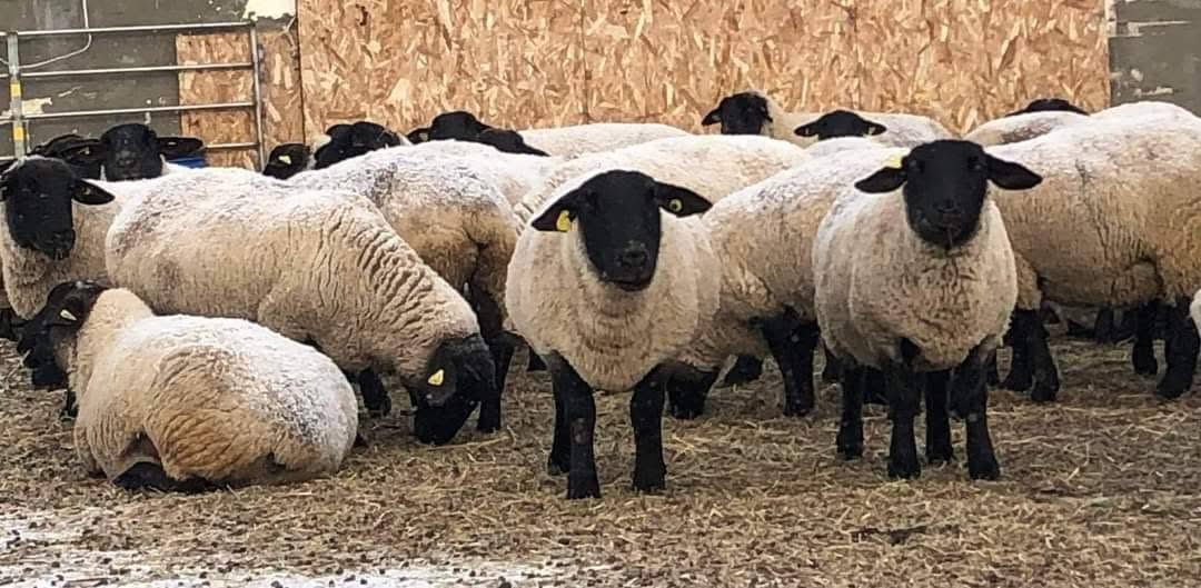 Suffolk Sheep