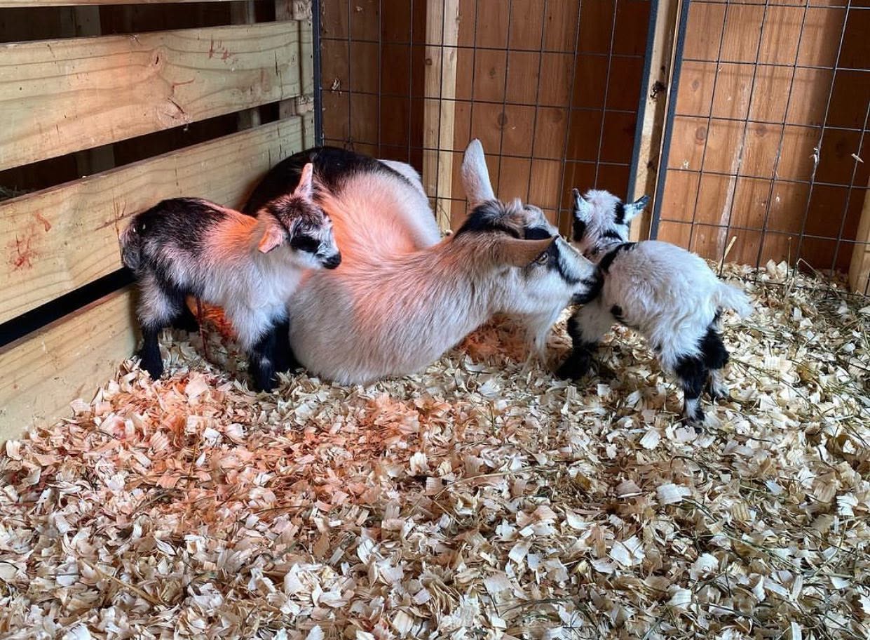 Pygmy Goat
