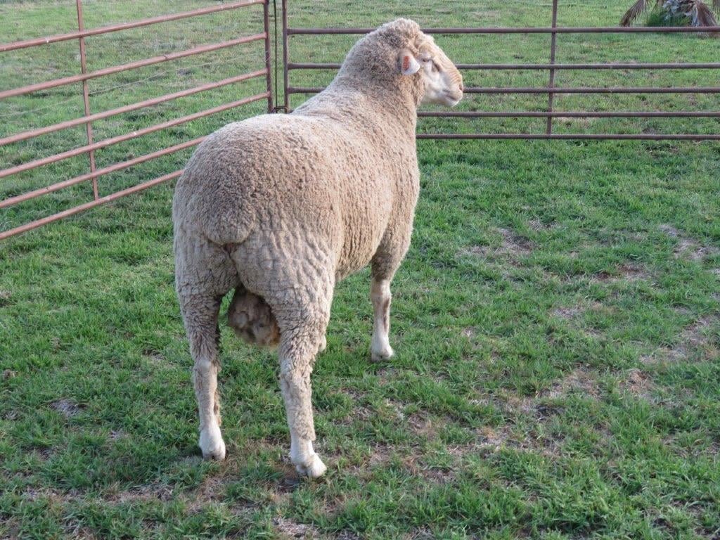 Dohne Merino Sheep