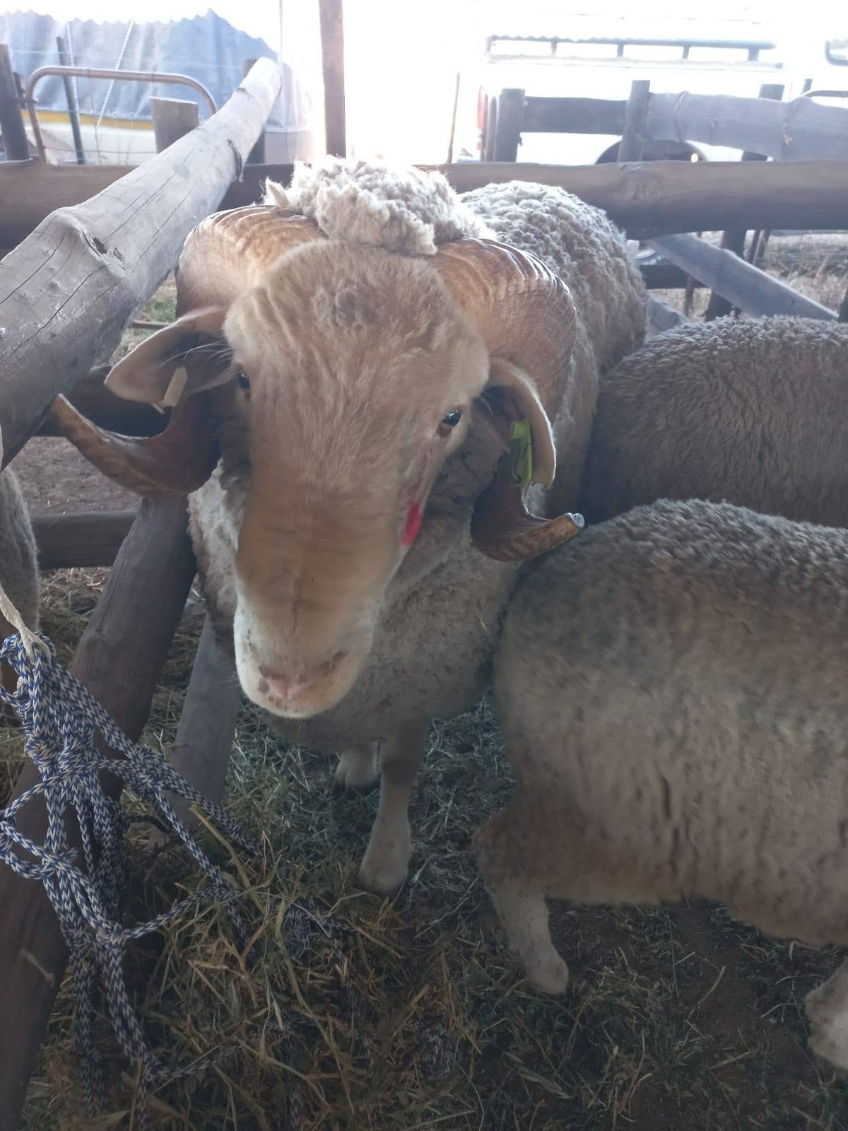Merino Sheep