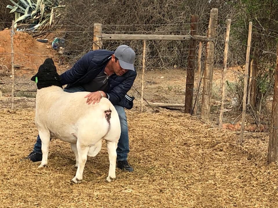 Black Head Dorper Sheep