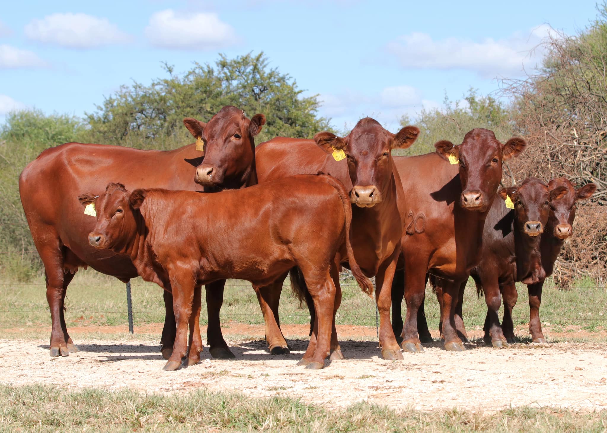 Bonsmara Cattle