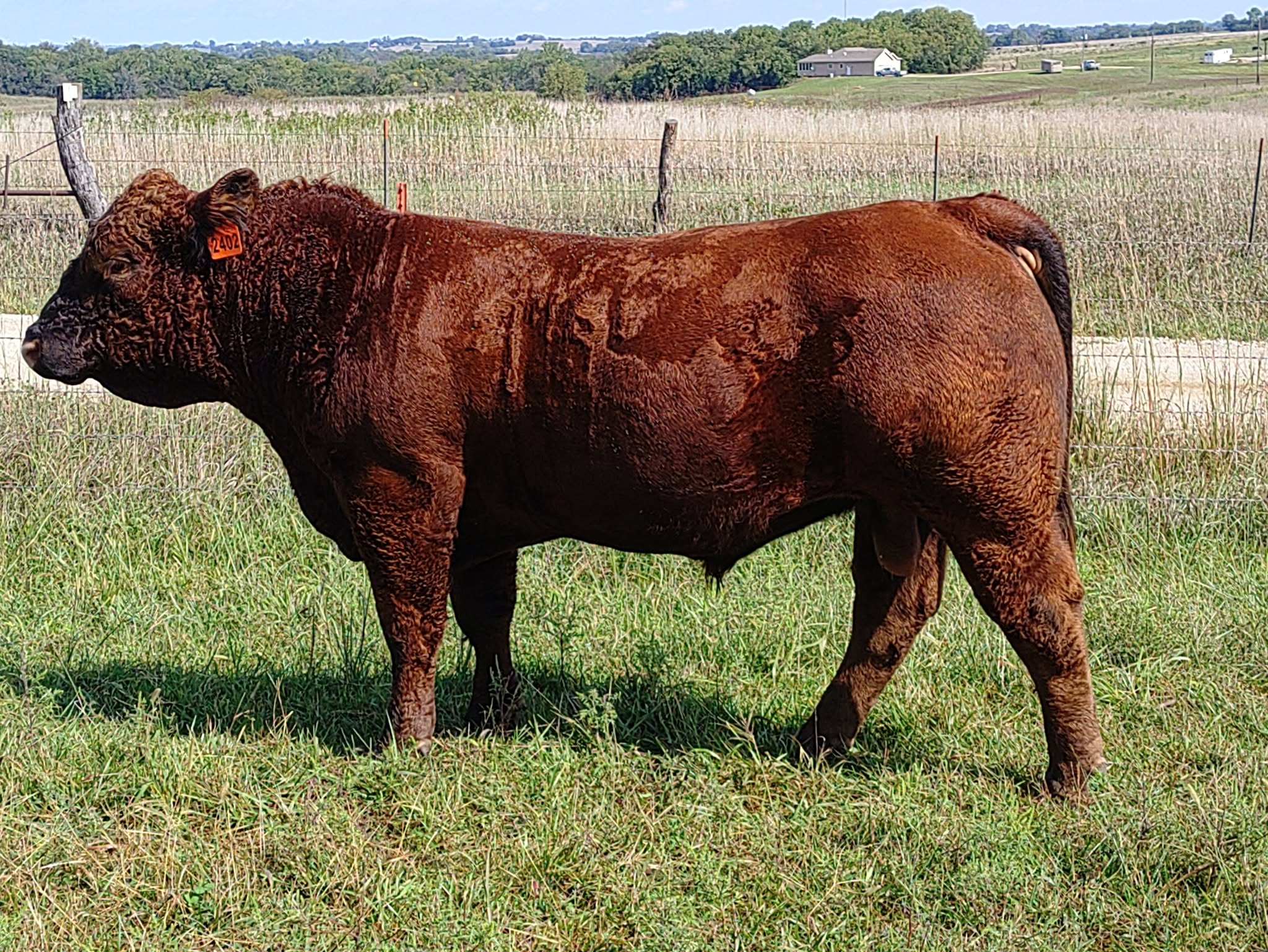 Charolais Cattle