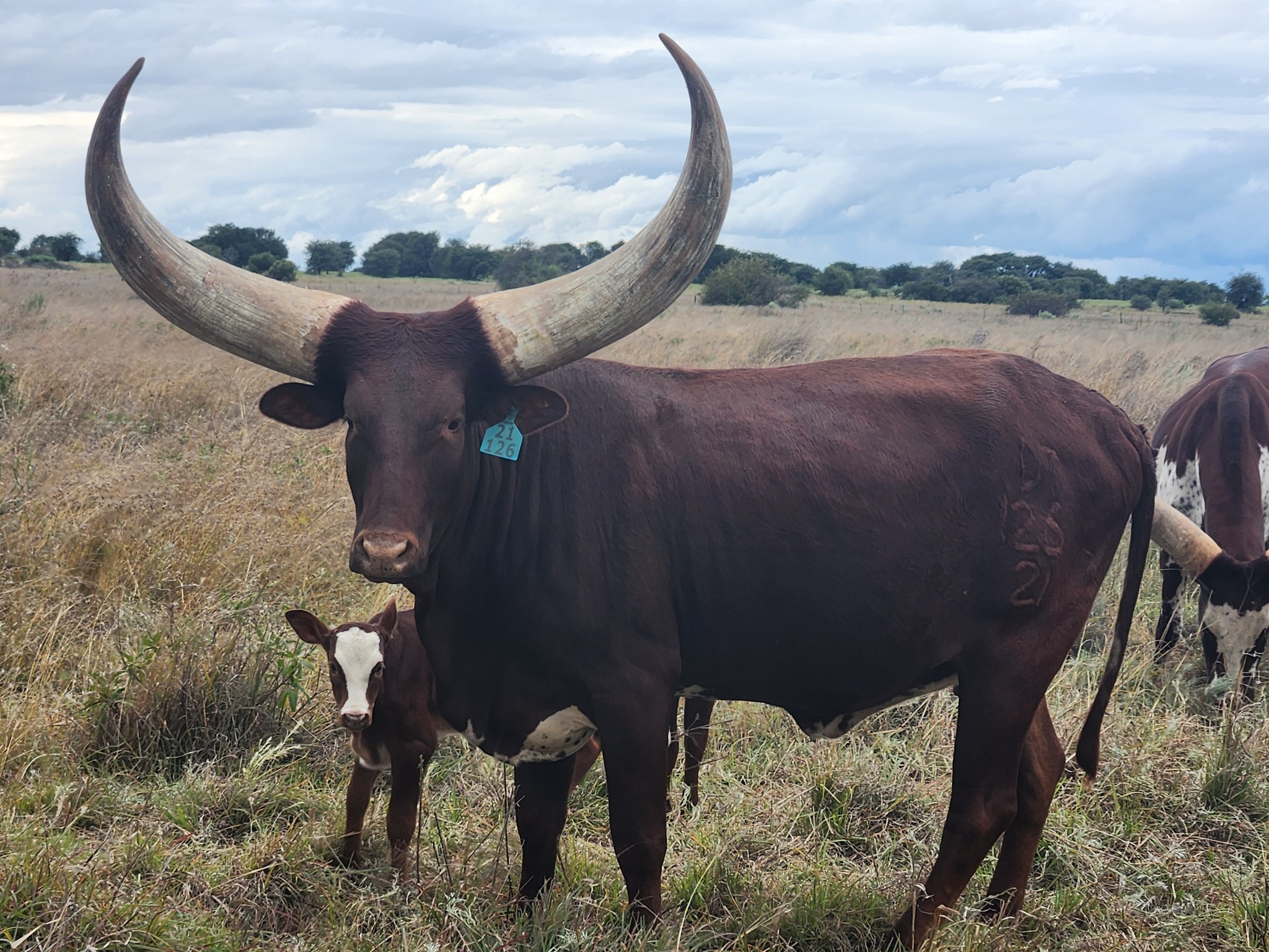 Ankole Cattle