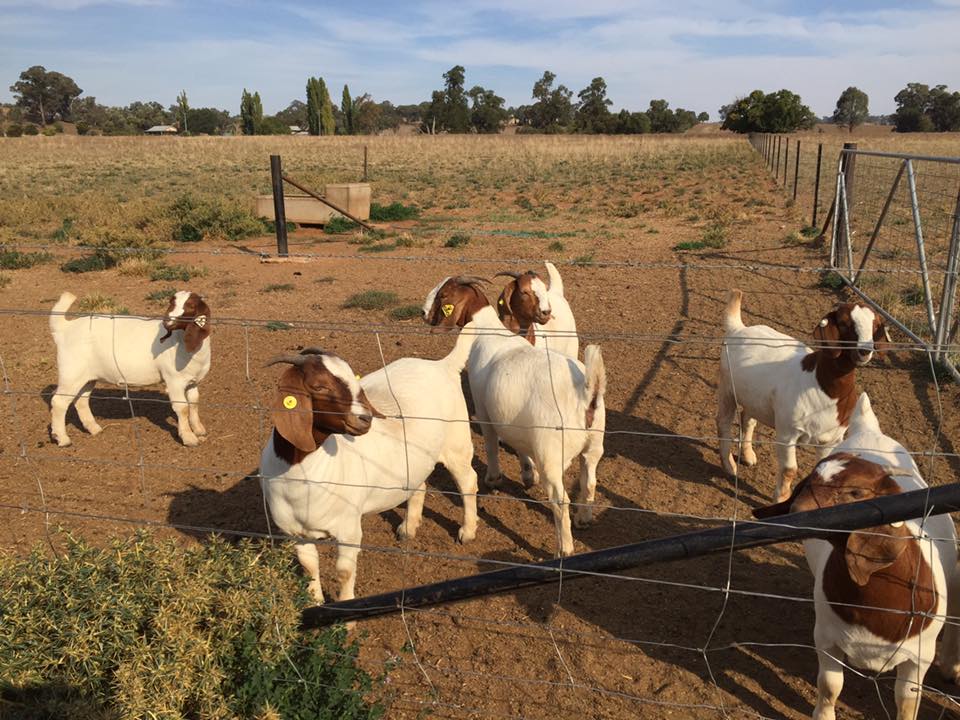 Boer Goat