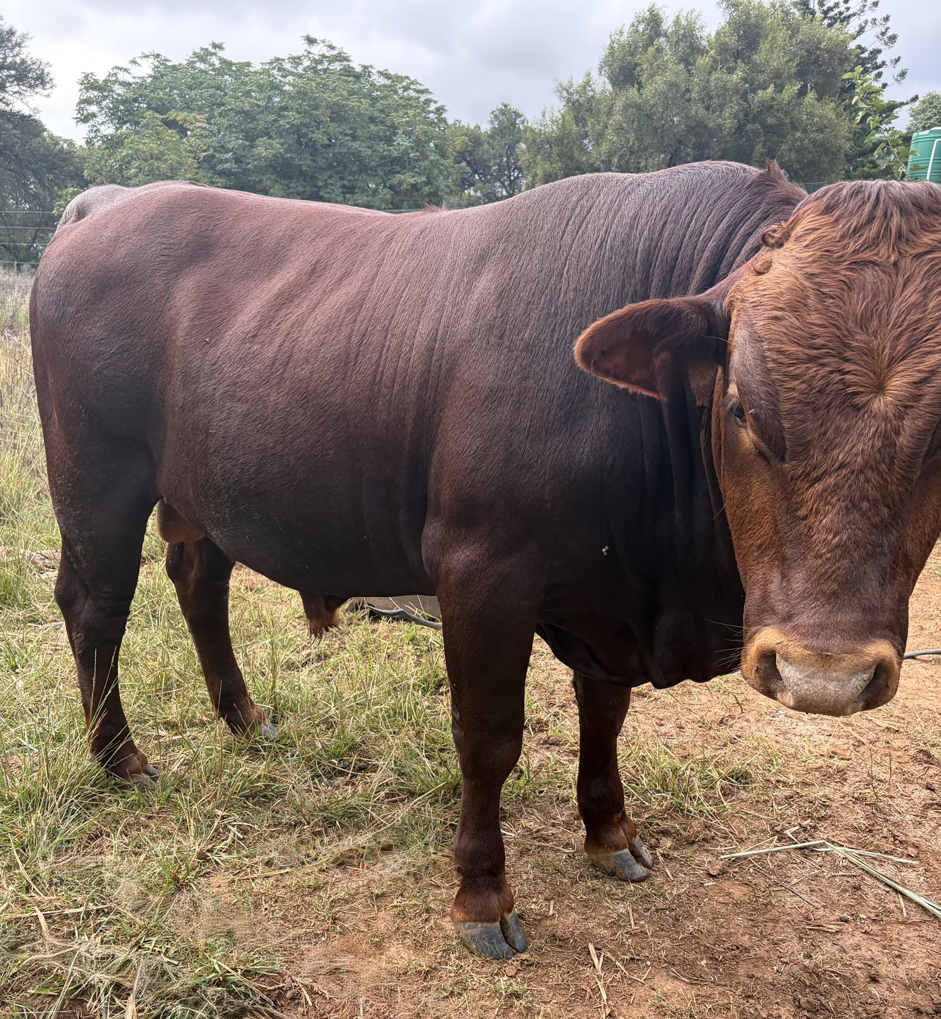 Bonsmara Cattle