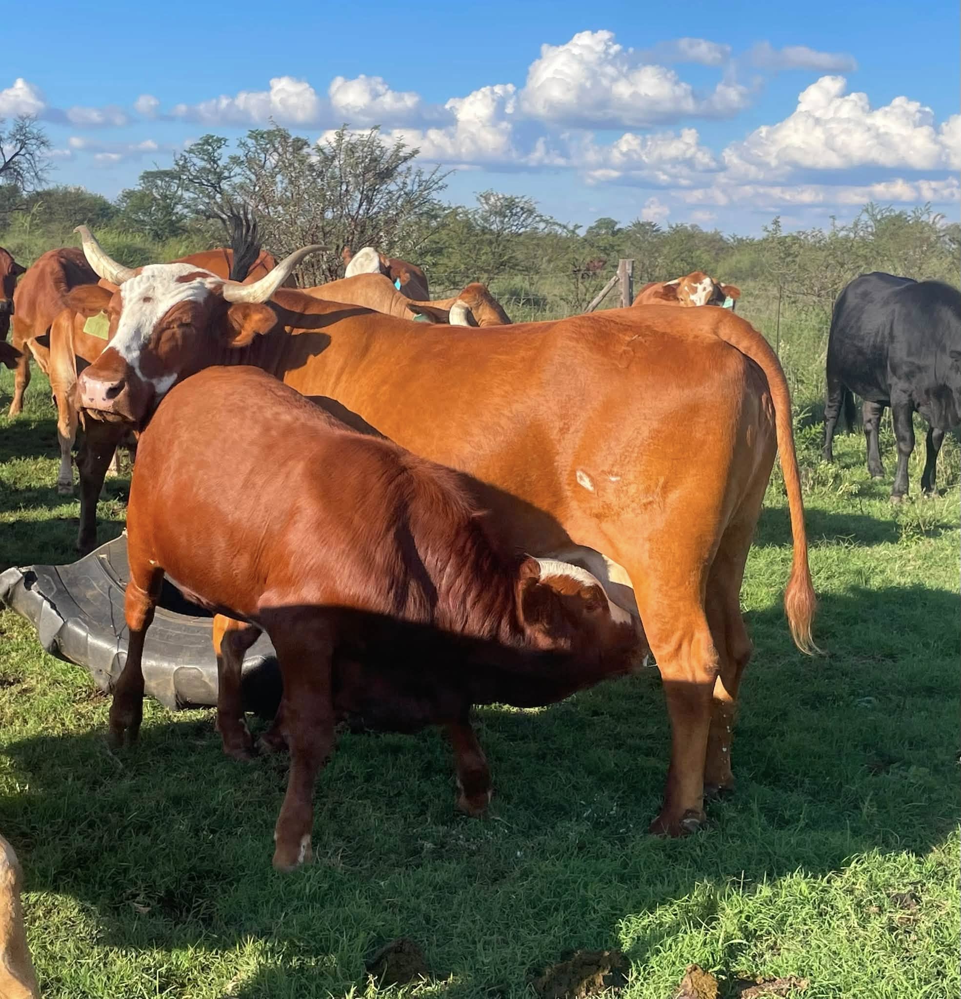 Afrikaner Cattle