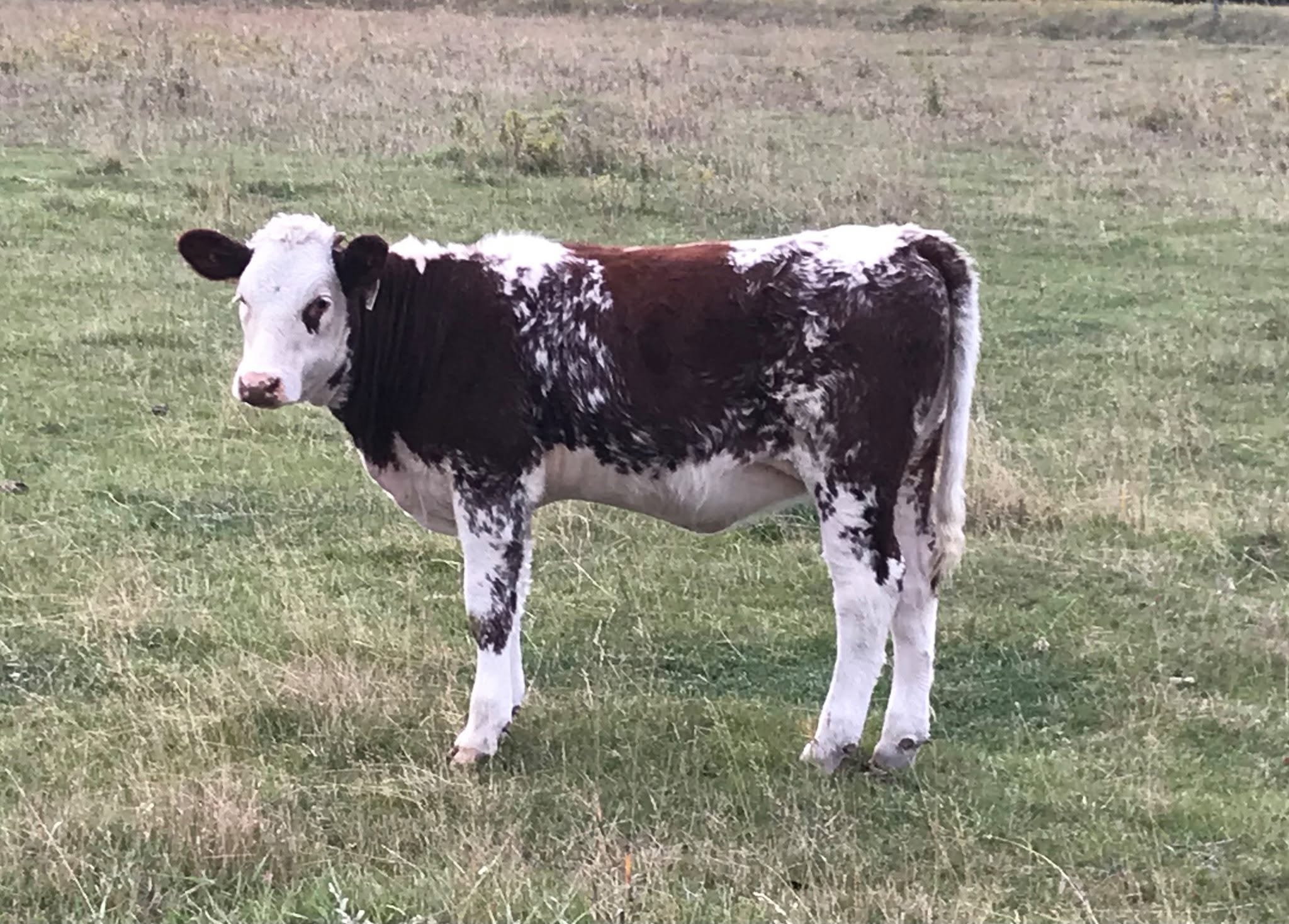 Shorthorn Cattle