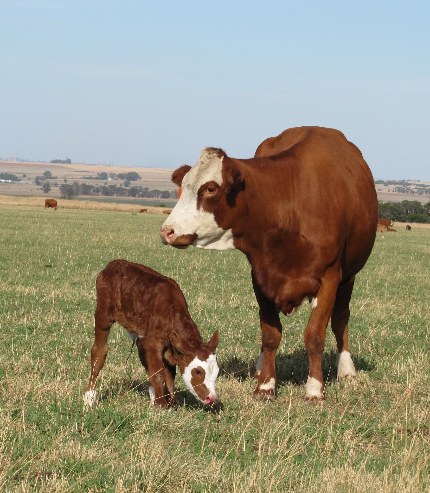 Simmentaler Cattle