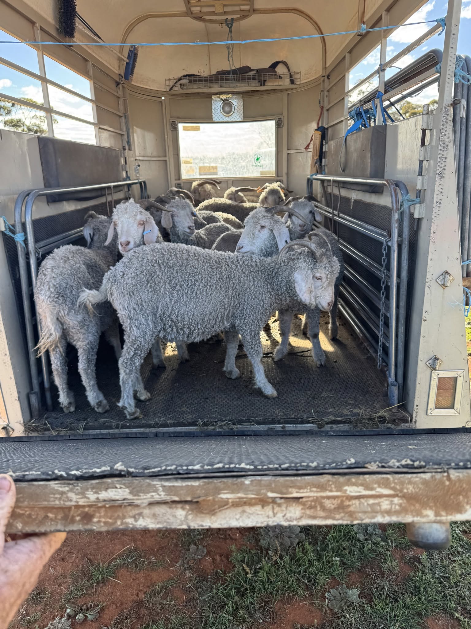 Angora Goat
