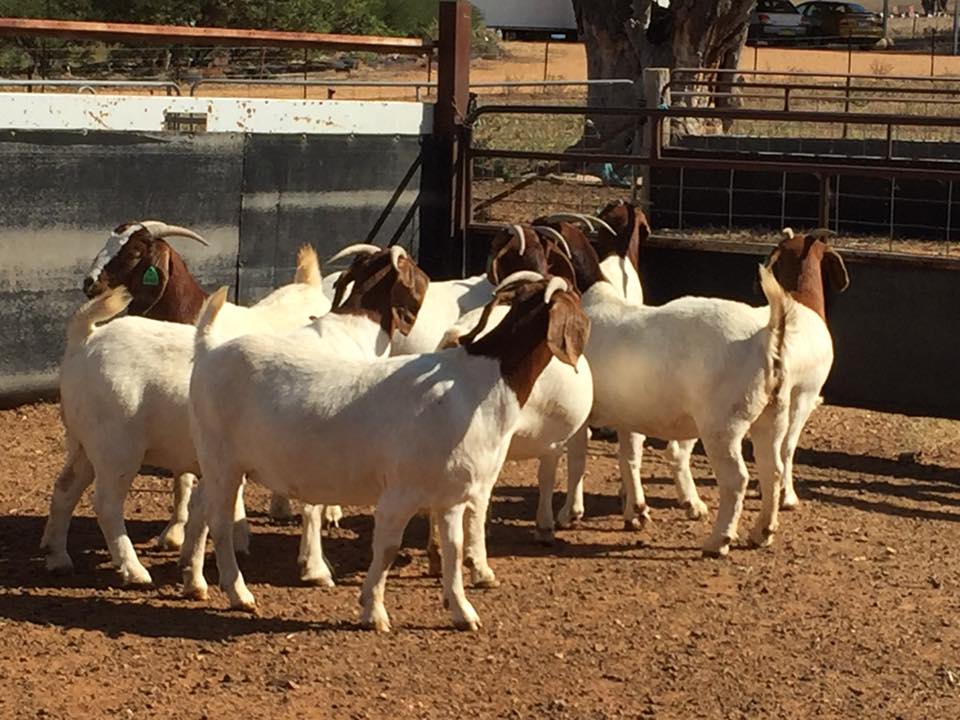 Boer Goat