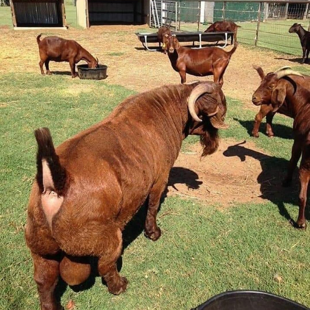 Kalahari Red Goat