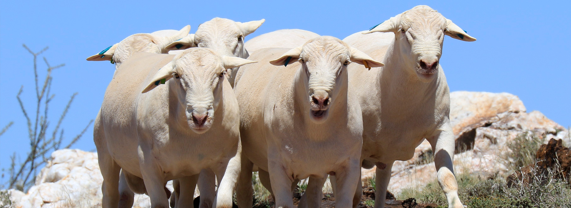 White Dorper Sheep