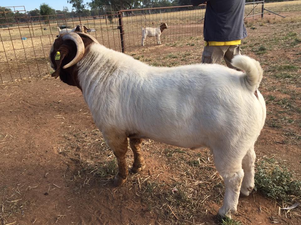 Boer Goat