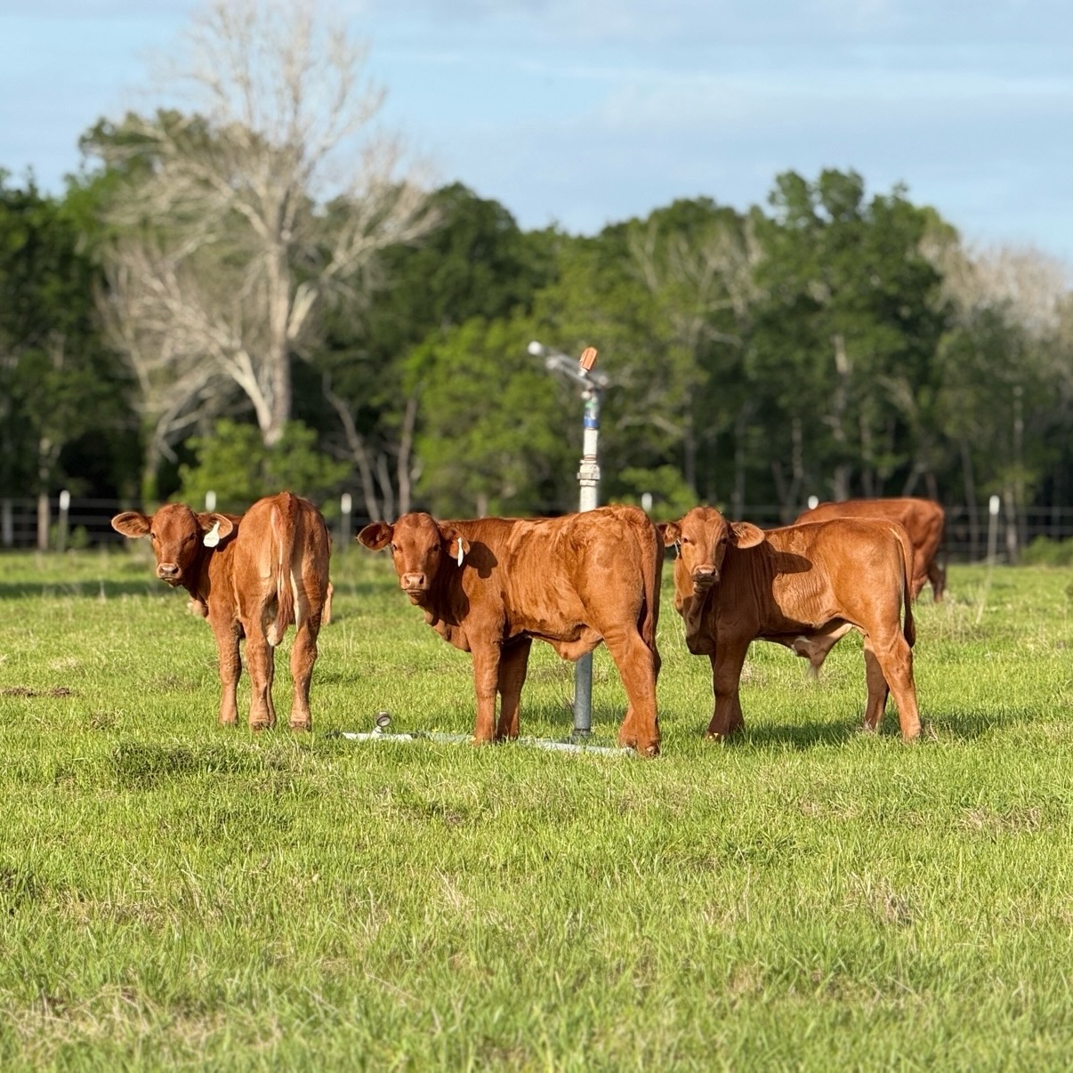 Beefmaster Cattle