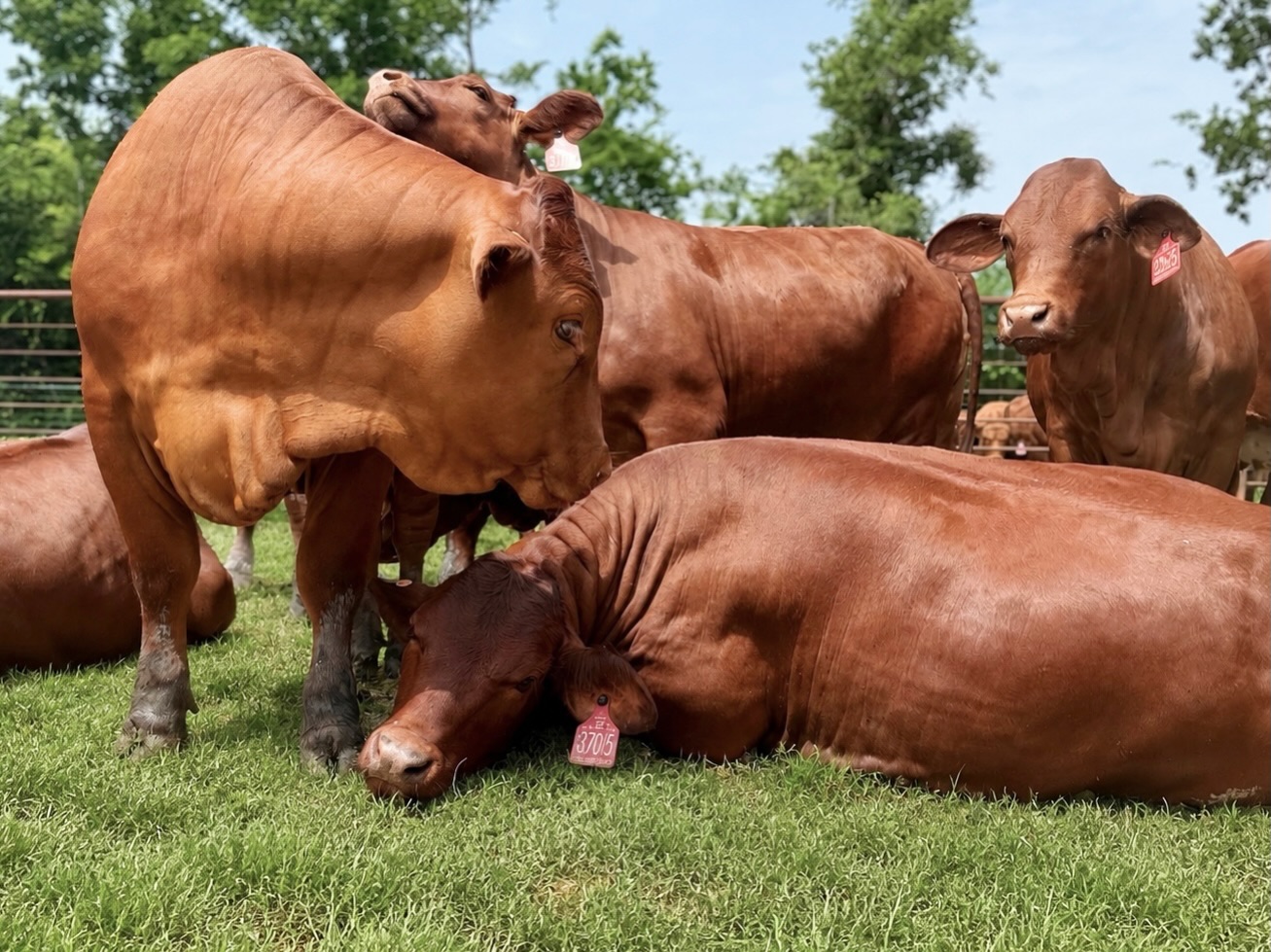 Beefmaster Cattle