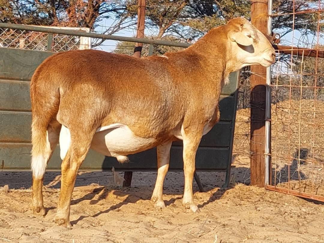 Meatmaster Sheep