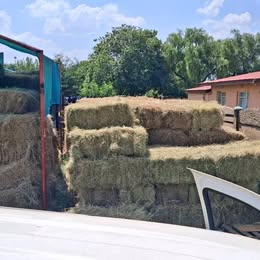 Grass Hay