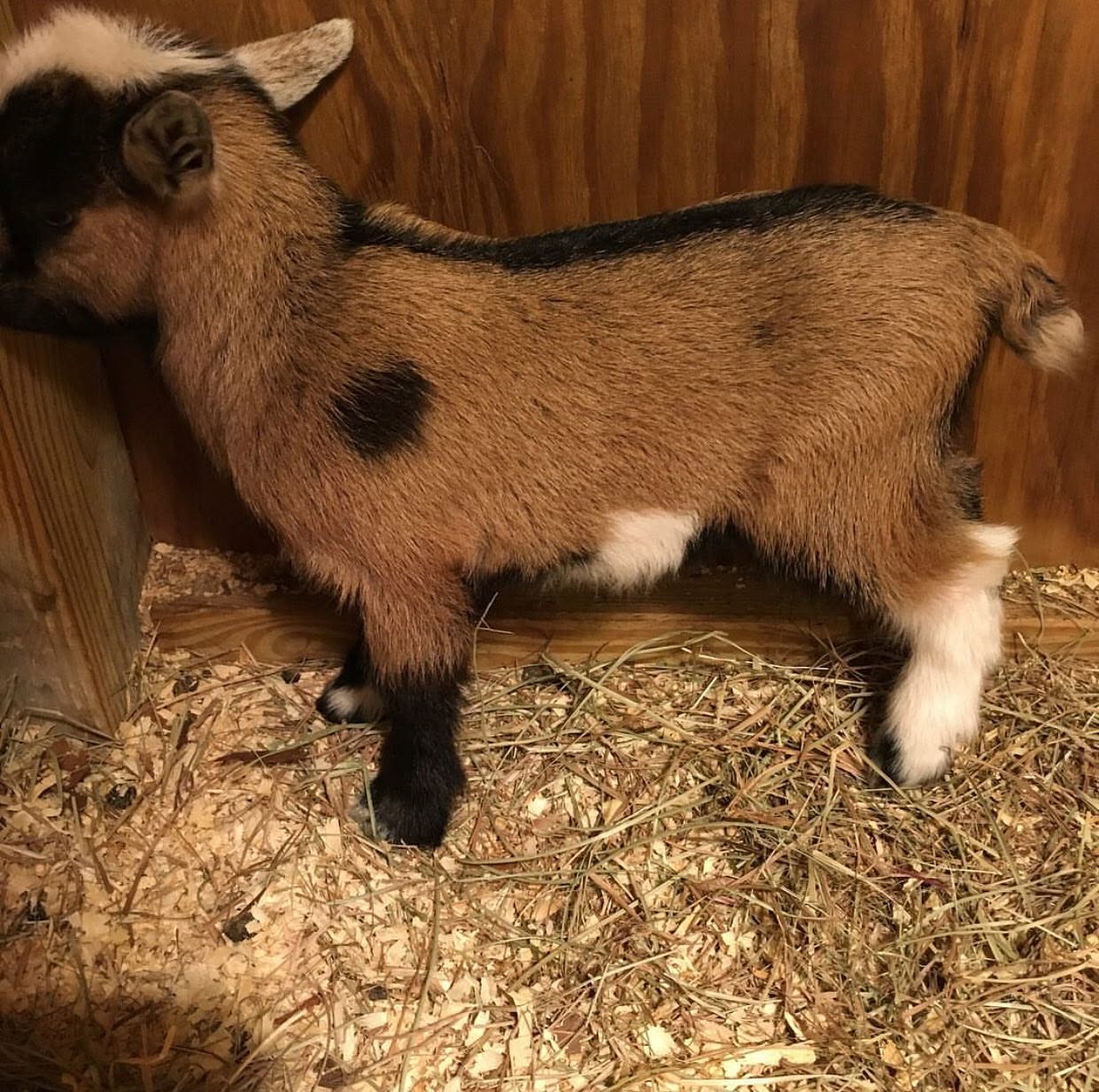 Pygmy Goat