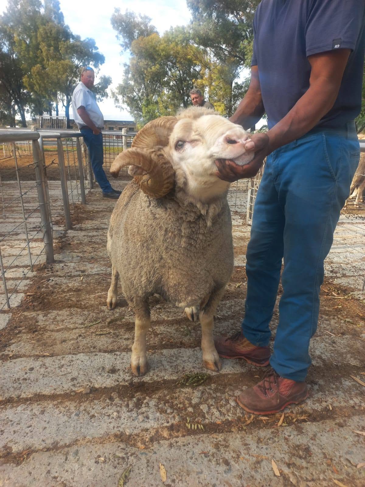 Merino Sheep
