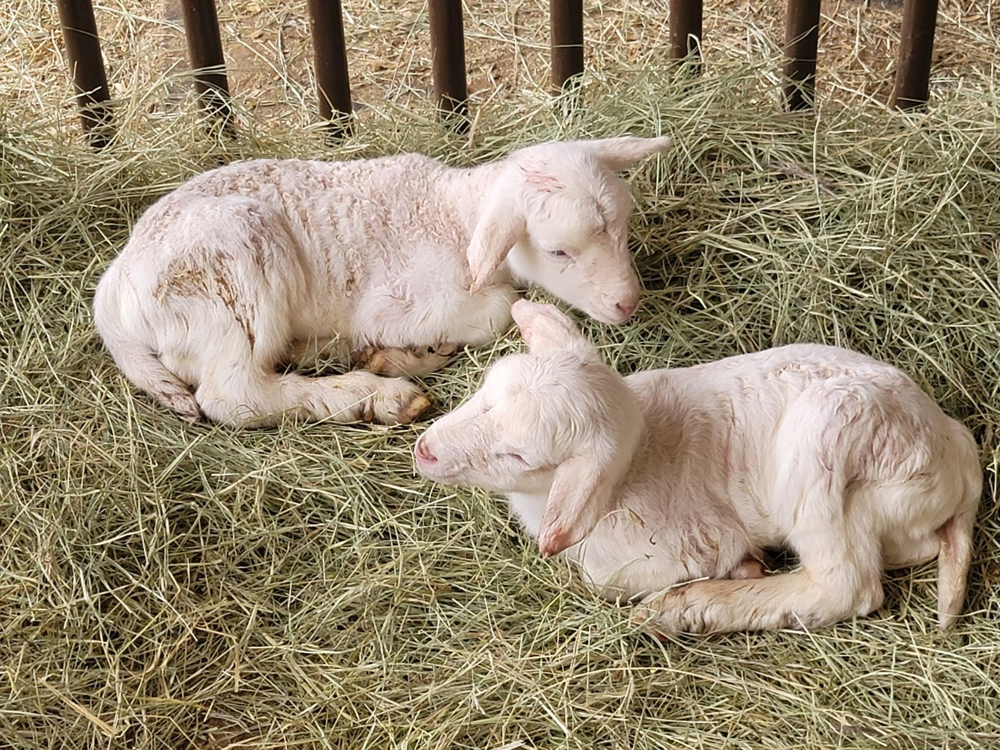 Hampshire Sheep