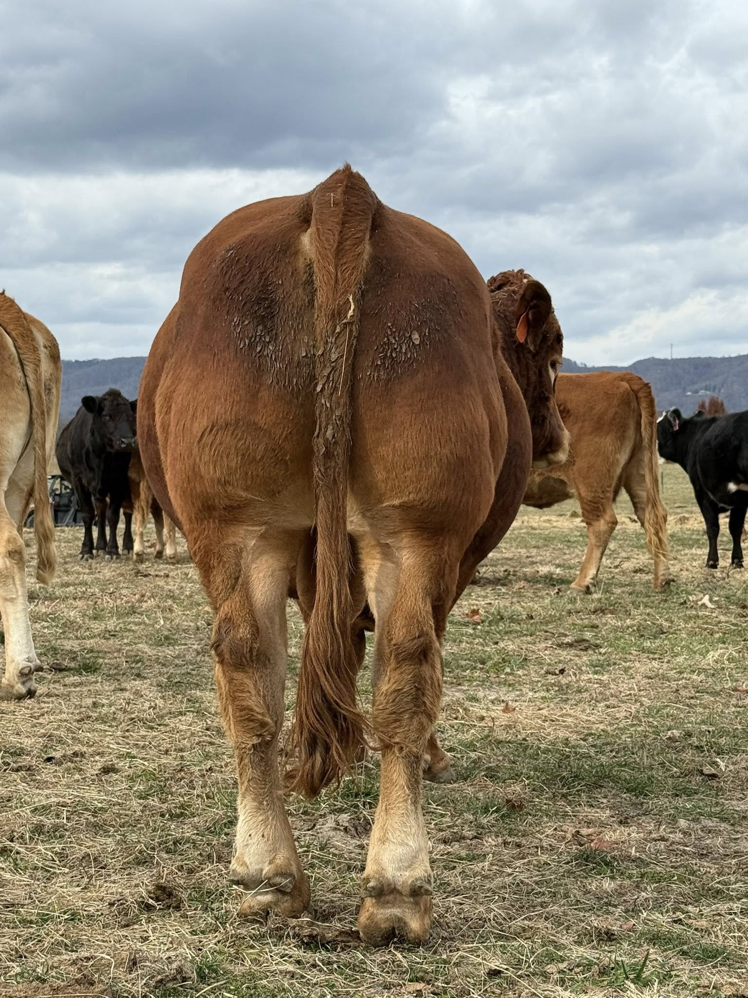 Limousin Cattle