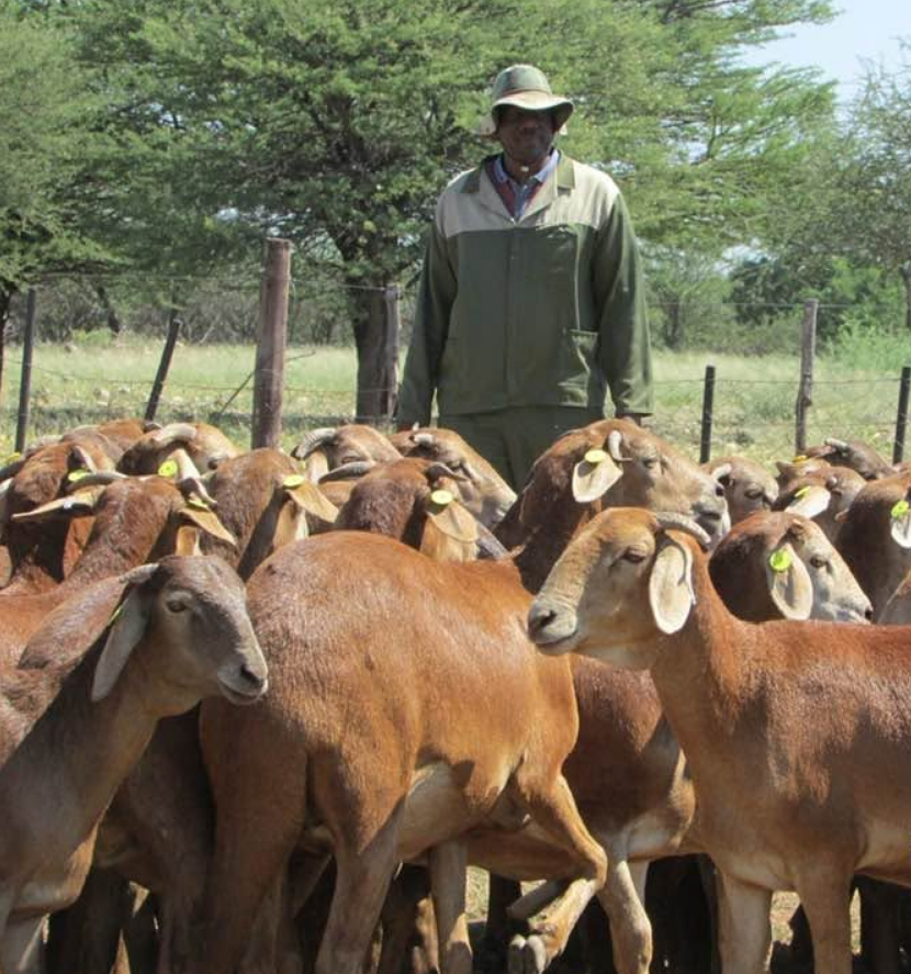 Damara Sheep