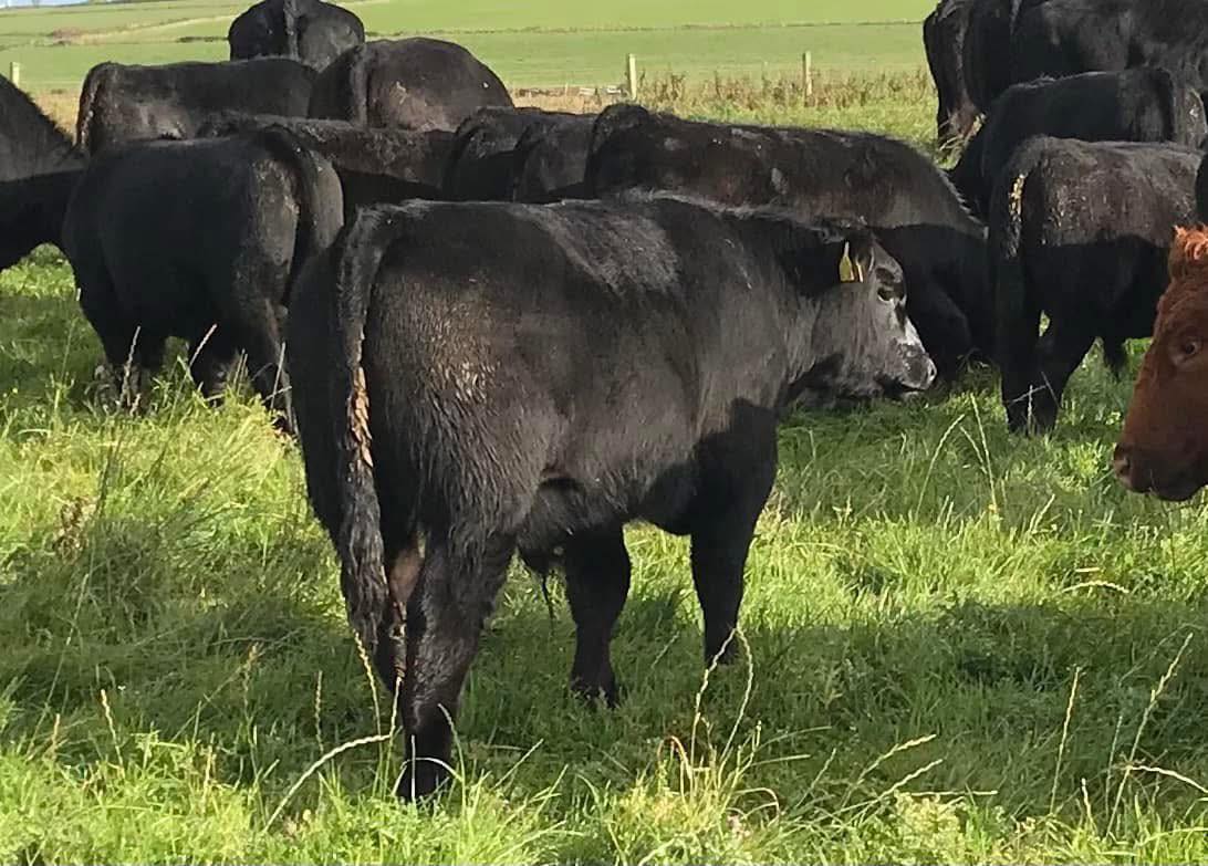 Black Angus Beef Cattle