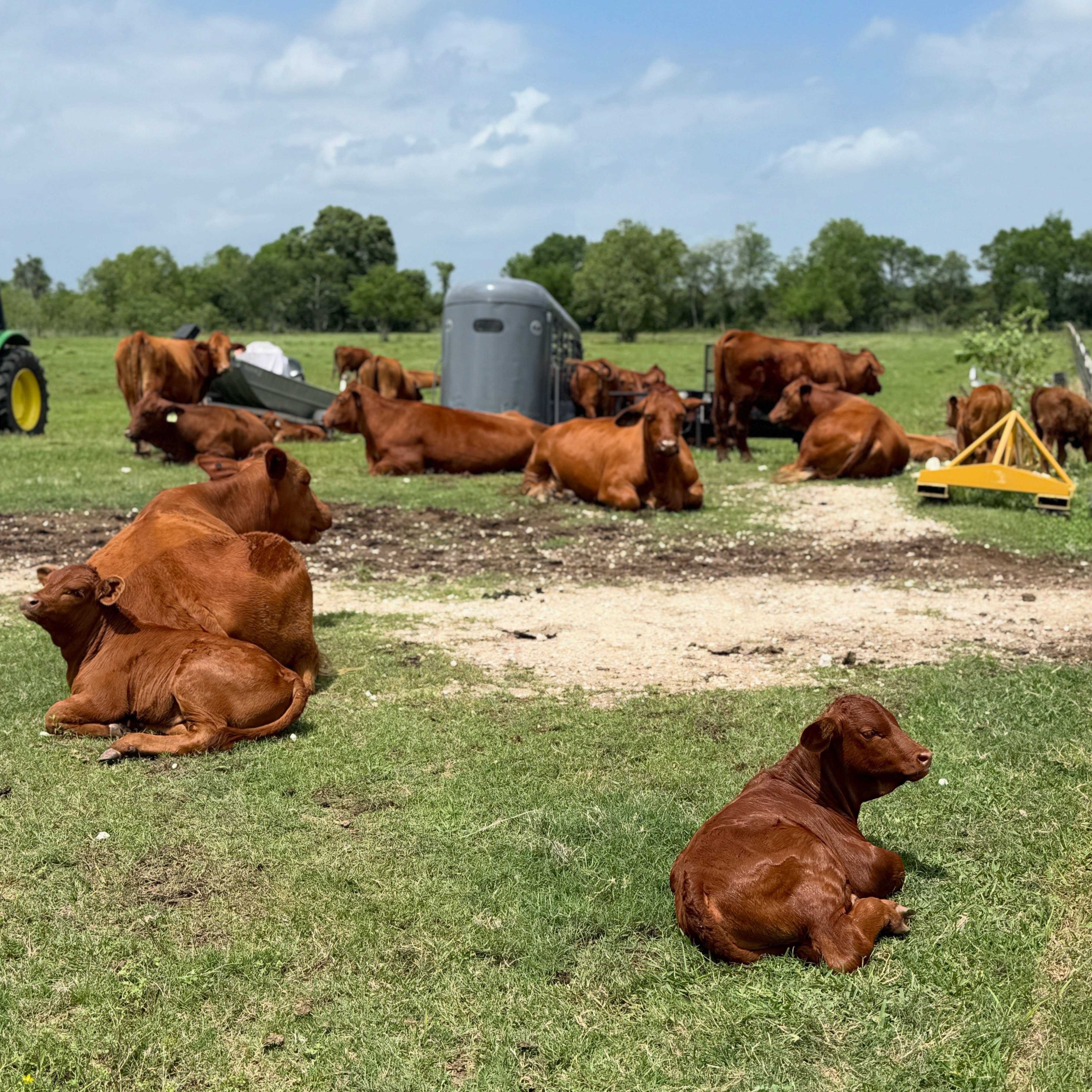 Beefmaster Cattle