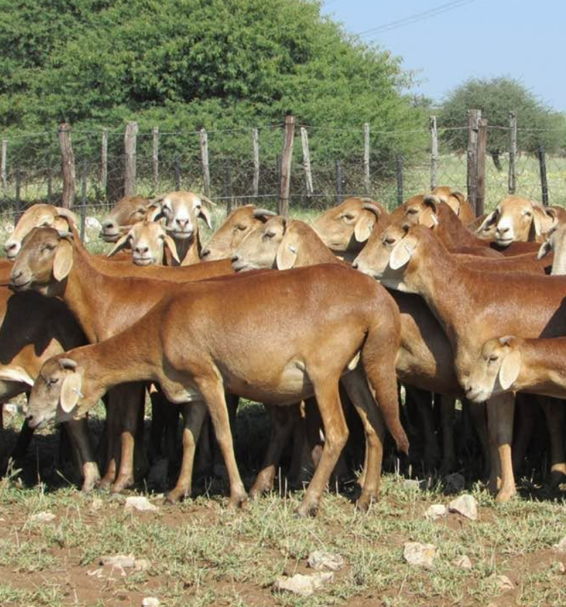 Damara Sheep