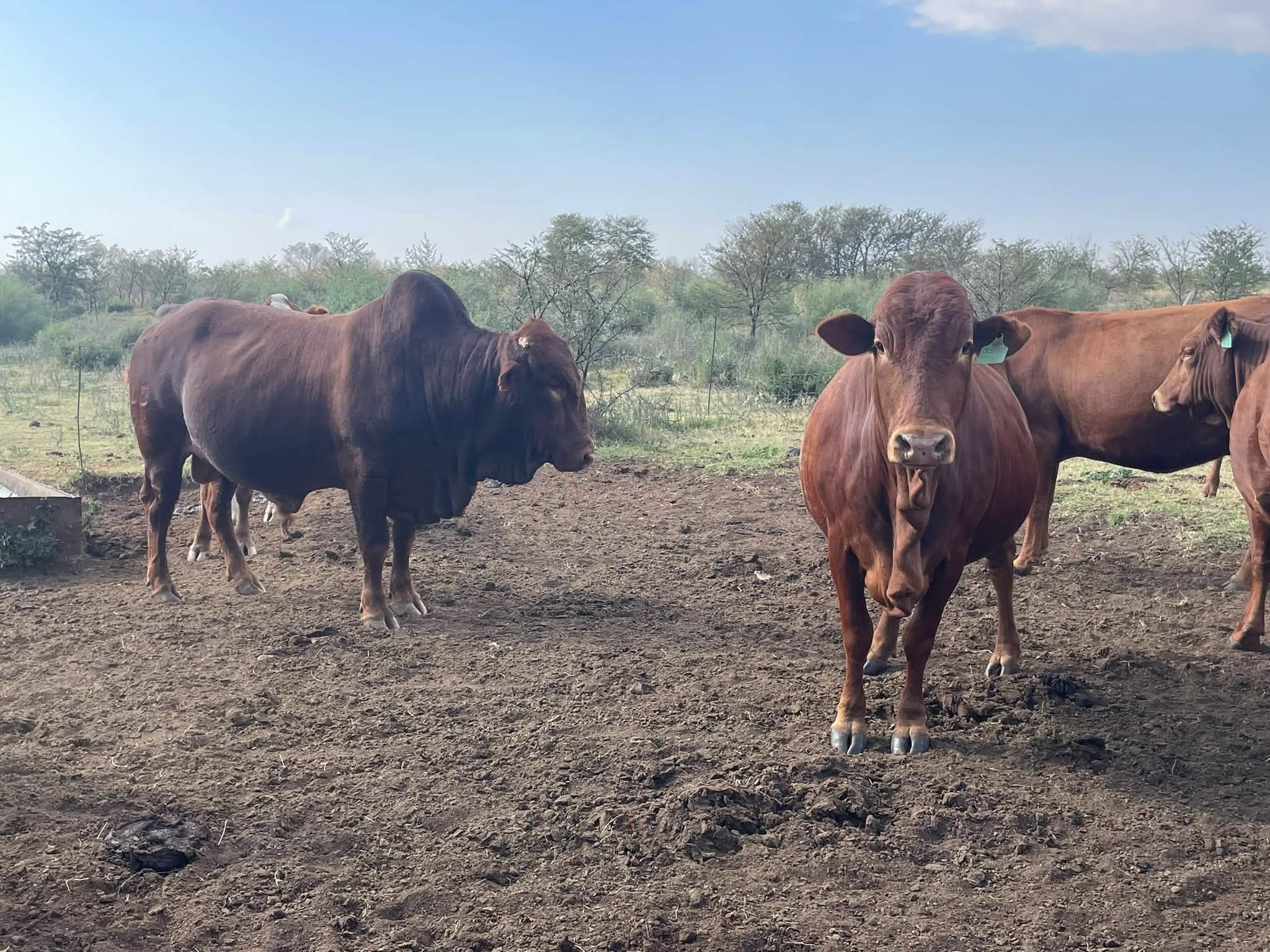 Afrikaner Cattle