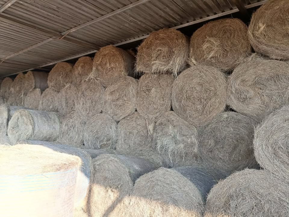 Grass Hay