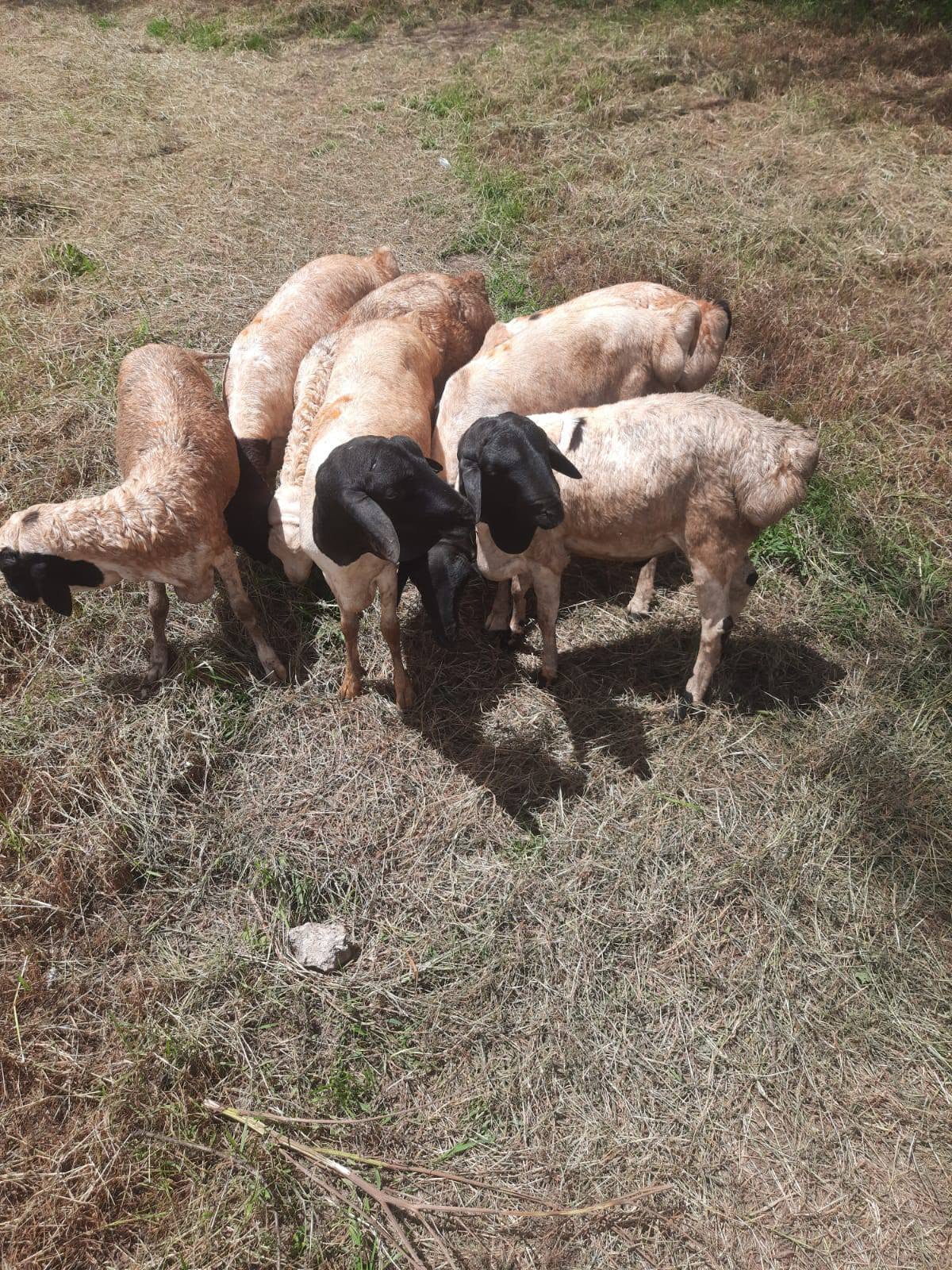 Persian Sheep