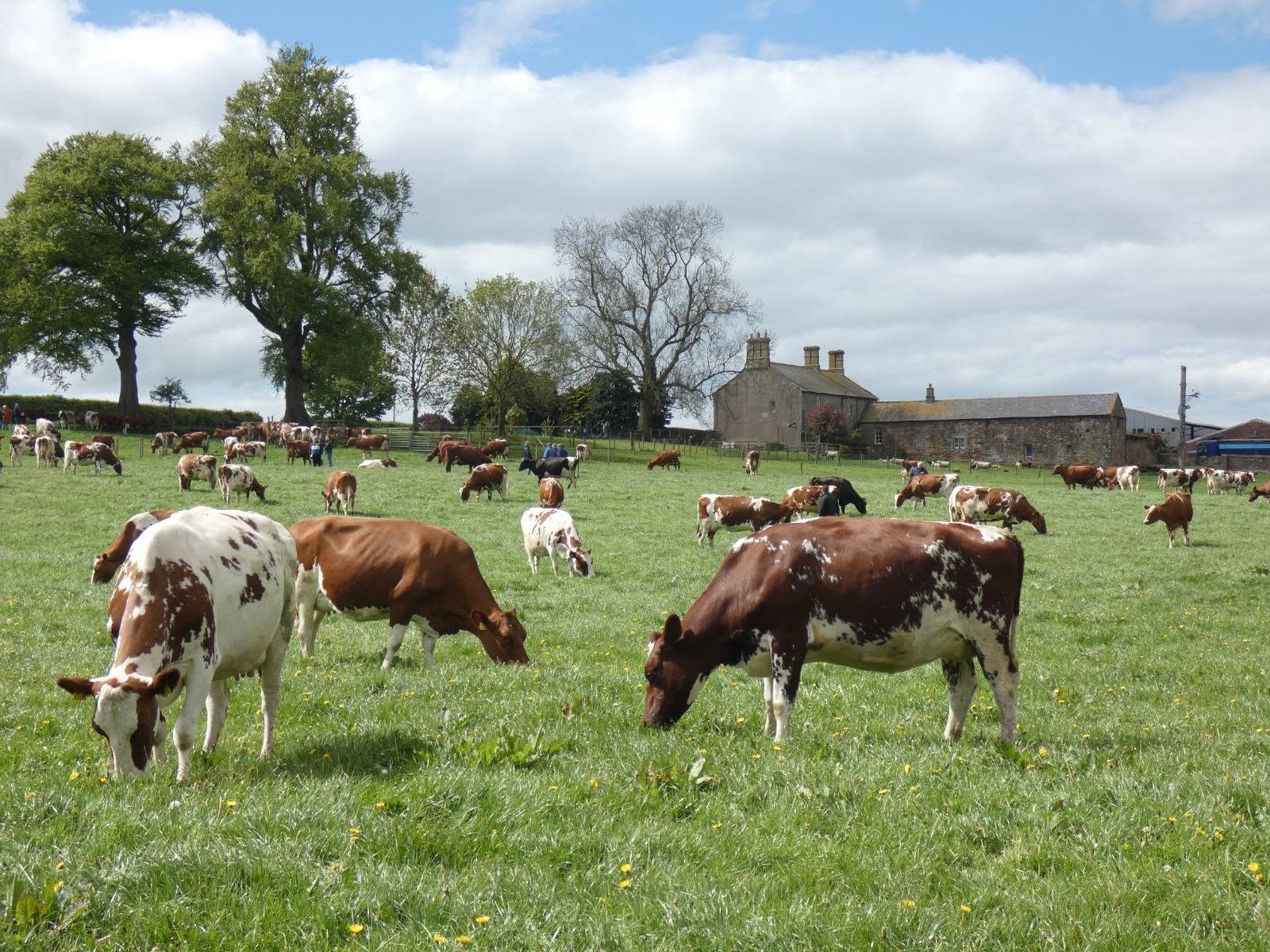 Premium Ayrshire Dairy Cattle