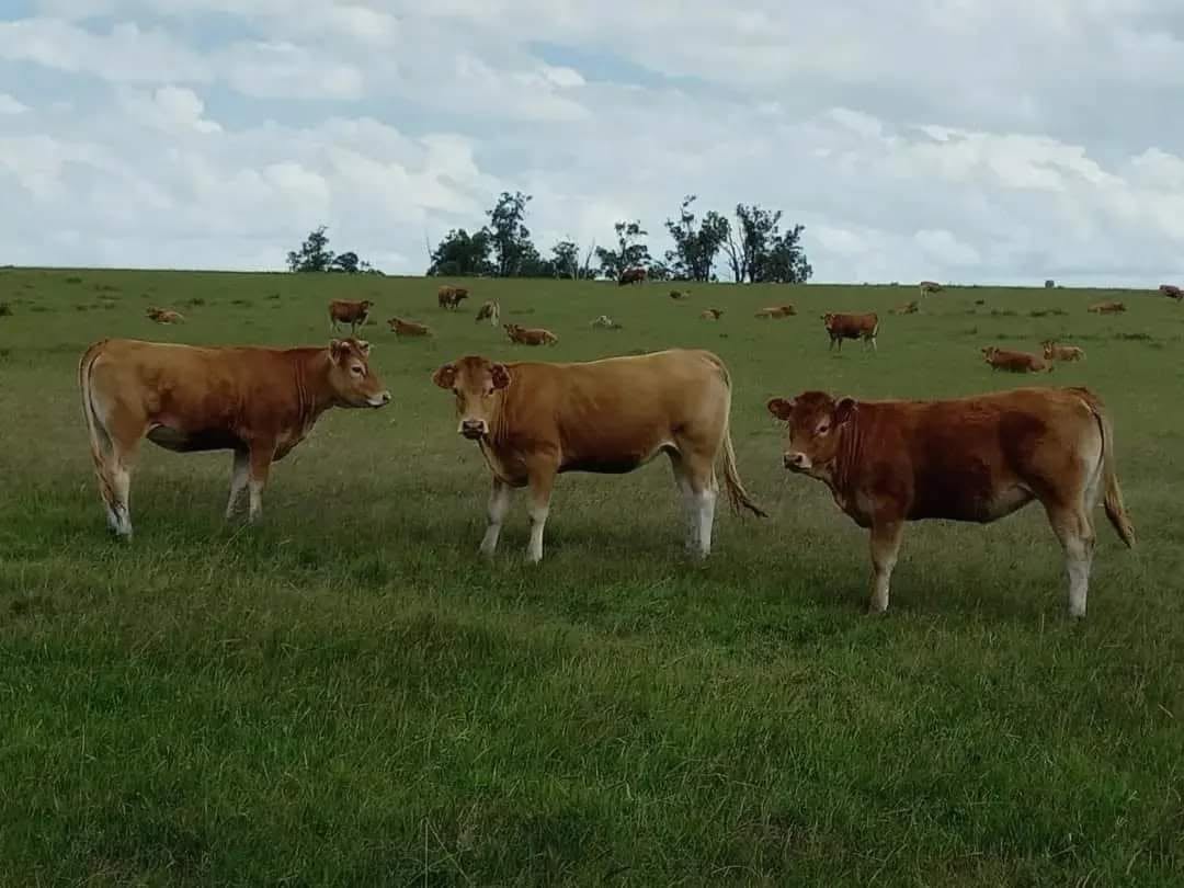 Limousin Cattle
