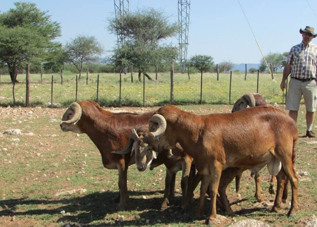 Damara Sheep