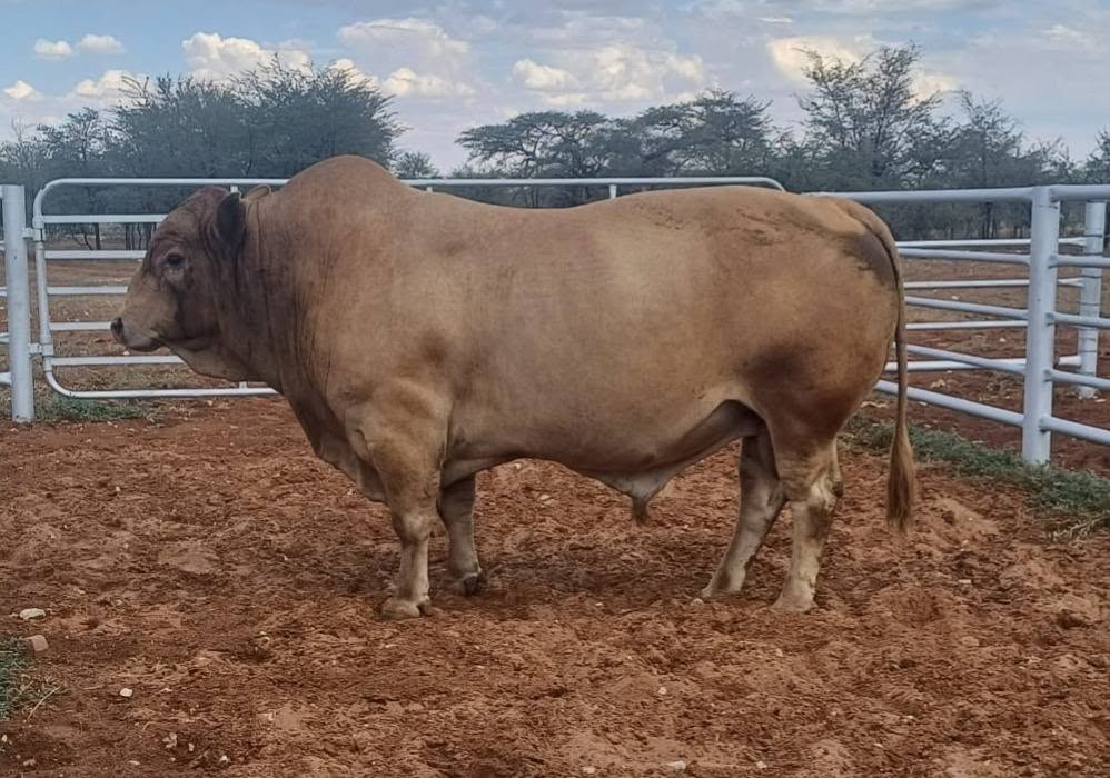 Tuli Cattle
