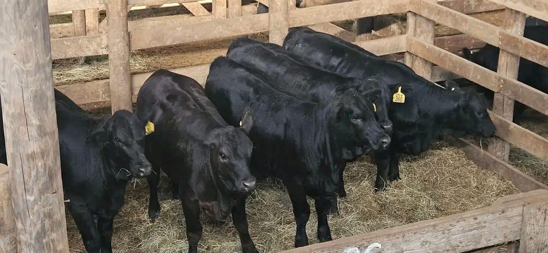Black Angus Beef Cattle