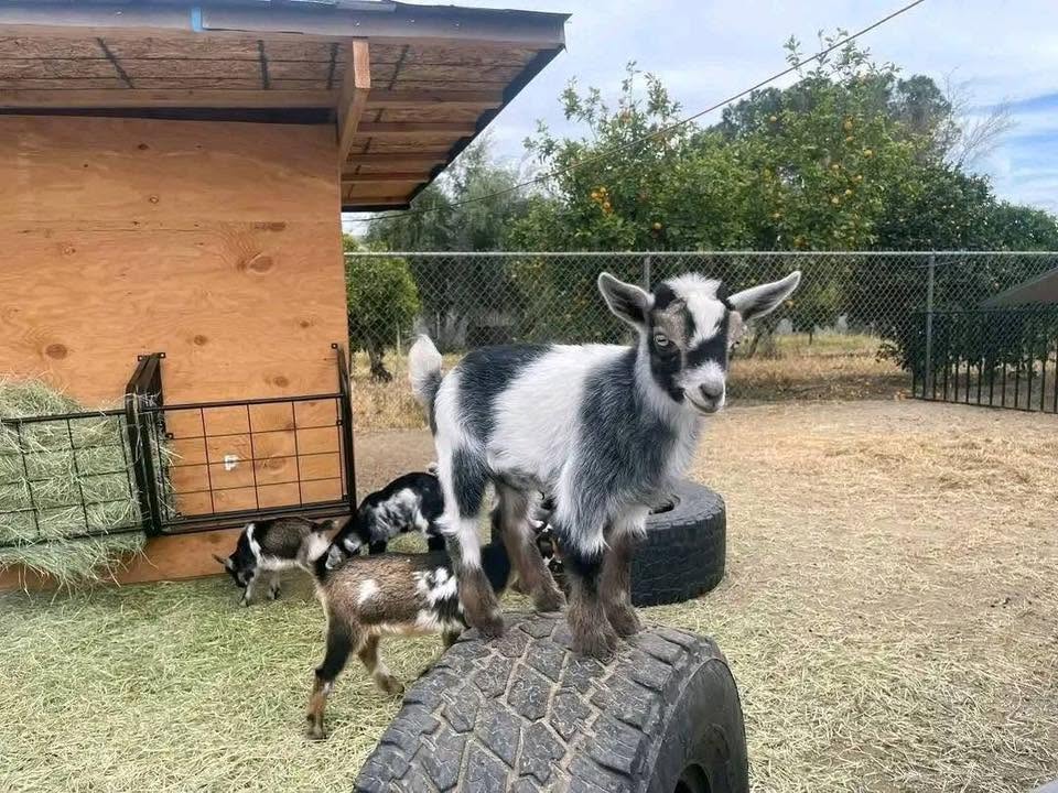 Dwarf Goat